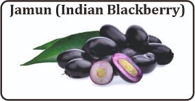 jamun - ayurvedic medicine to control diabetes